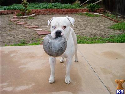 Stud Dogs in CA